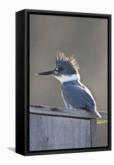 Belted Kingfisher Sitting on Wood Duck Nest Box, Marion, Illinois, Usa-Richard ans Susan Day-Framed Premier Image Canvas