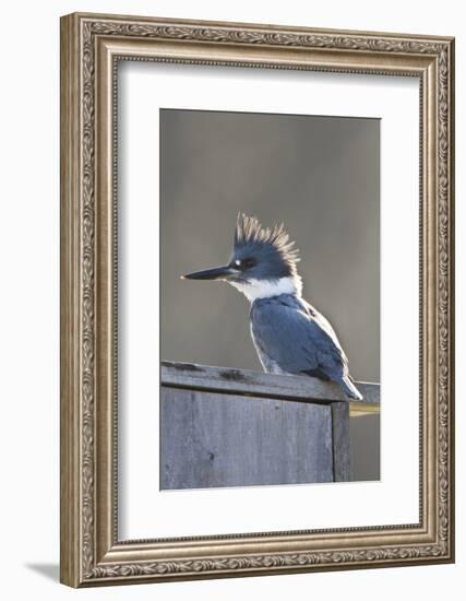 Belted Kingfisher Sitting on Wood Duck Nest Box, Marion, Illinois, Usa-Richard ans Susan Day-Framed Photographic Print