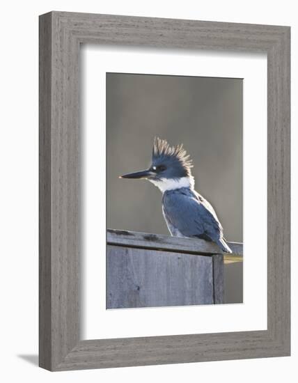 Belted Kingfisher Sitting on Wood Duck Nest Box, Marion, Illinois, Usa-Richard ans Susan Day-Framed Photographic Print