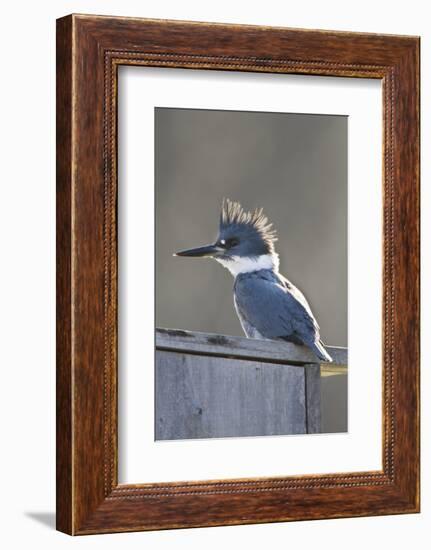 Belted Kingfisher Sitting on Wood Duck Nest Box, Marion, Illinois, Usa-Richard ans Susan Day-Framed Photographic Print