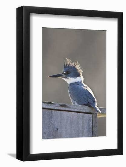 Belted Kingfisher Sitting on Wood Duck Nest Box, Marion, Illinois, Usa-Richard ans Susan Day-Framed Photographic Print