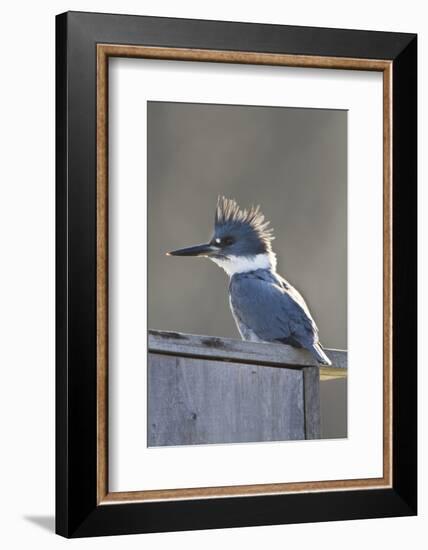 Belted Kingfisher Sitting on Wood Duck Nest Box, Marion, Illinois, Usa-Richard ans Susan Day-Framed Photographic Print