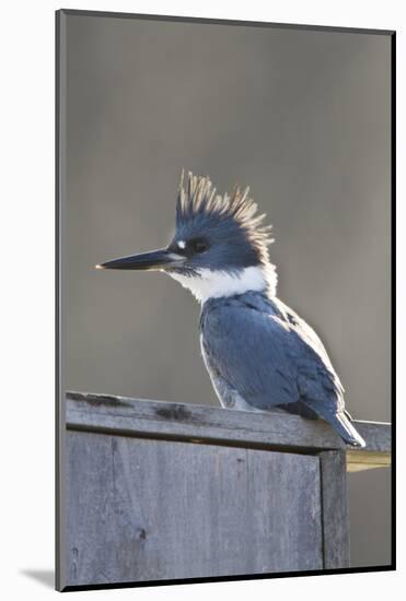 Belted Kingfisher Sitting on Wood Duck Nest Box, Marion, Illinois, Usa-Richard ans Susan Day-Mounted Photographic Print