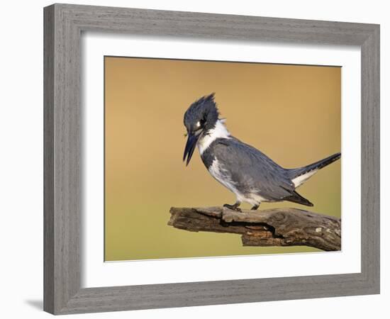 Belted Kingfisher, Willacy County, Rio Grande Valley, Texas, USA-Rolf Nussbaumer-Framed Photographic Print