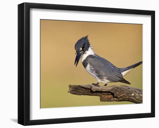 Belted Kingfisher, Willacy County, Rio Grande Valley, Texas, USA-Rolf Nussbaumer-Framed Photographic Print