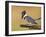 Belted Kingfisher, Willacy County, Rio Grande Valley, Texas, USA-Rolf Nussbaumer-Framed Photographic Print