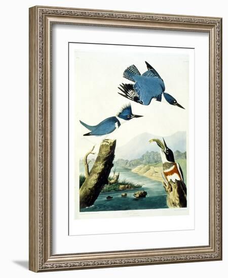 Belted Kingfisher-John James Audubon-Framed Giclee Print