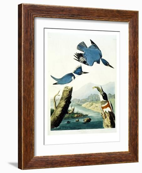 Belted Kingfisher-John James Audubon-Framed Giclee Print