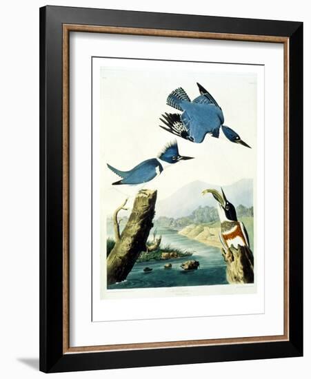 Belted Kingfisher-John James Audubon-Framed Giclee Print