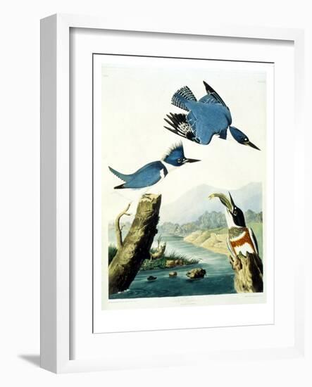 Belted Kingfisher-John James Audubon-Framed Giclee Print