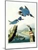 Belted Kingfisher-John James Audubon-Mounted Giclee Print