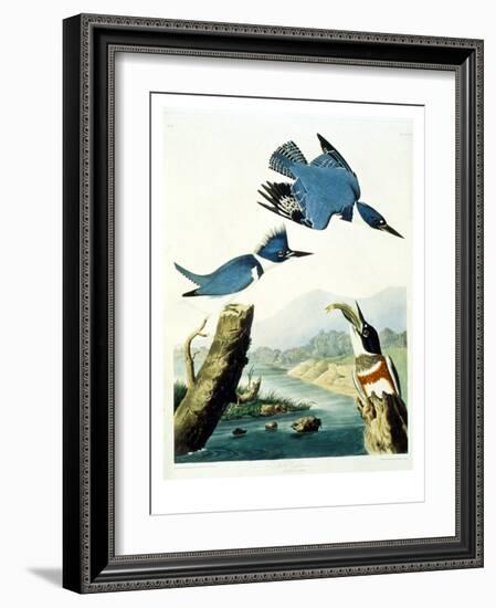 Belted Kingfisher-John James Audubon-Framed Giclee Print