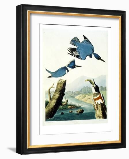 Belted Kingfisher-John James Audubon-Framed Giclee Print