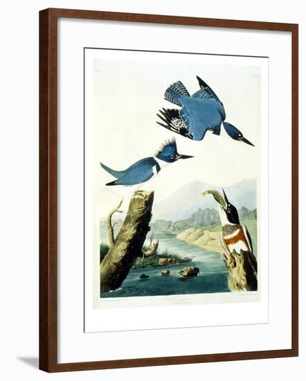 Belted Kingfisher-John James Audubon-Framed Giclee Print