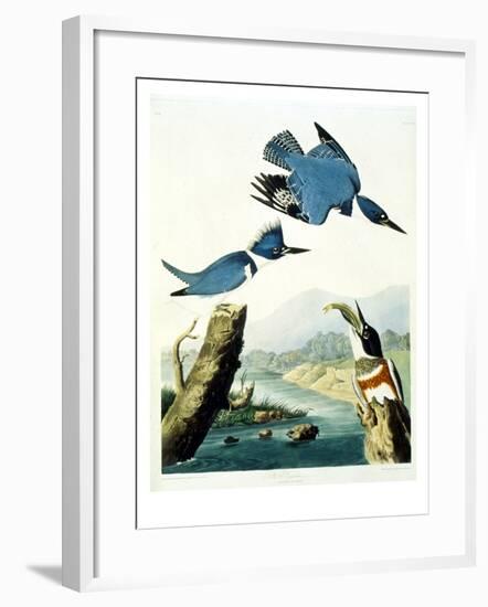 Belted Kingfisher-John James Audubon-Framed Giclee Print