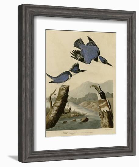 Belted Kingfisher-null-Framed Giclee Print