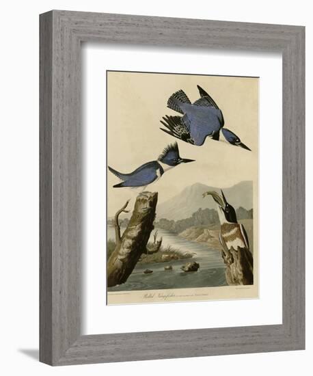 Belted Kingfisher-null-Framed Giclee Print