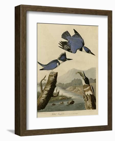 Belted Kingfisher-null-Framed Giclee Print