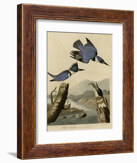 Belted Kingfisher-null-Framed Giclee Print