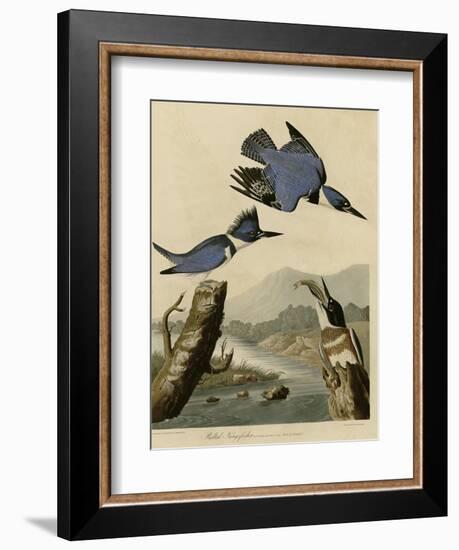 Belted Kingfisher-null-Framed Giclee Print