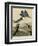 Belted Kingfisher-null-Framed Giclee Print