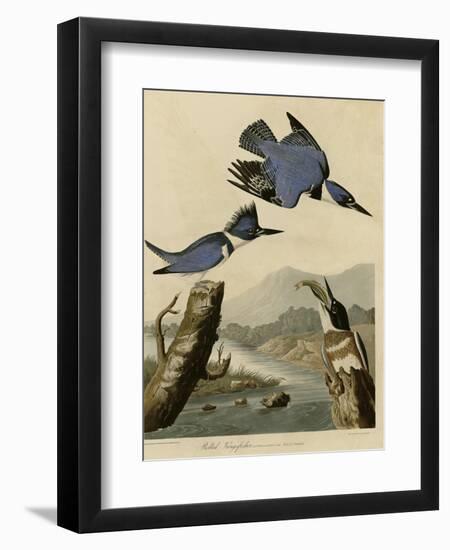 Belted Kingfisher-null-Framed Giclee Print