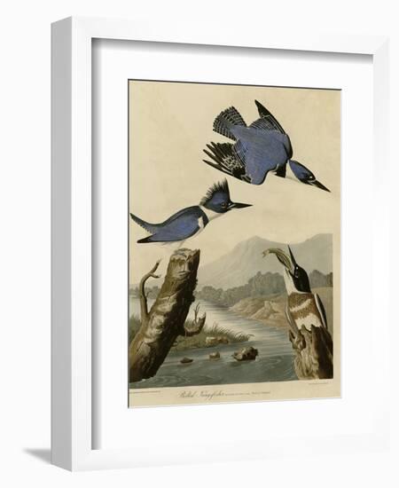 Belted Kingfisher-null-Framed Giclee Print