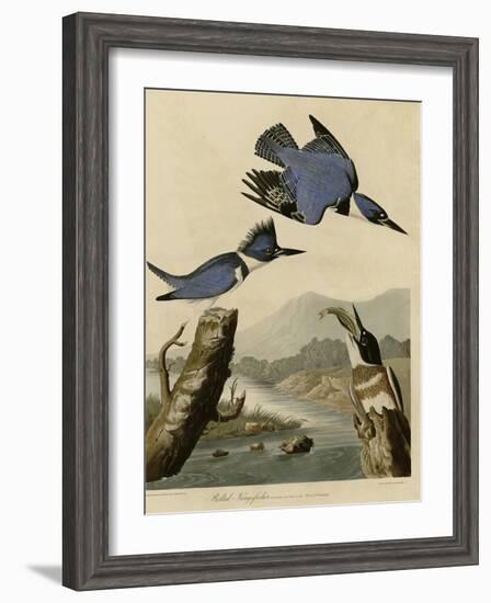 Belted Kingfisher-null-Framed Giclee Print