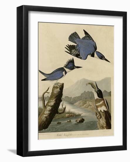 Belted Kingfisher-null-Framed Giclee Print