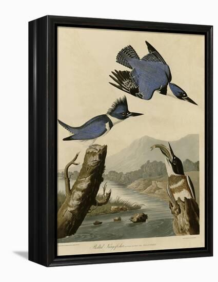 Belted Kingfisher-null-Framed Premier Image Canvas