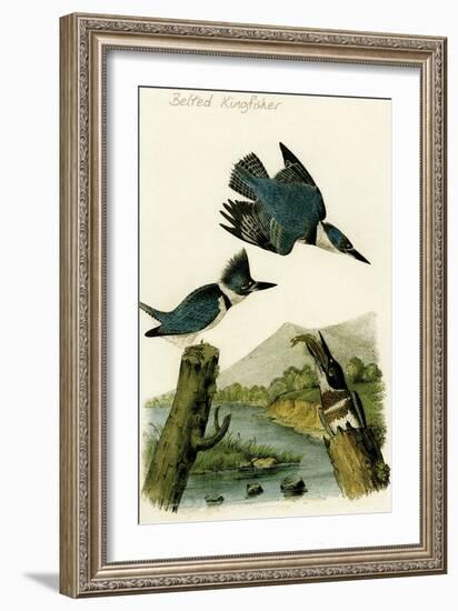 Belted Kingfisher-John James Audubon-Framed Art Print