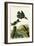 Belted Kingfisher-John James Audubon-Framed Art Print
