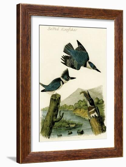 Belted Kingfisher-John James Audubon-Framed Art Print