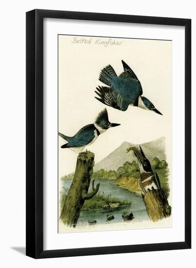 Belted Kingfisher-John James Audubon-Framed Art Print