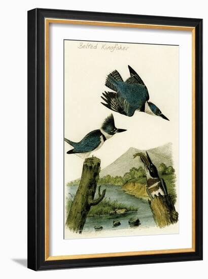 Belted Kingfisher-John James Audubon-Framed Art Print