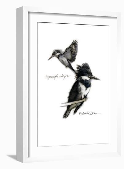 BELTED KINGFISHER-BRUCE DEAN-Framed Art Print