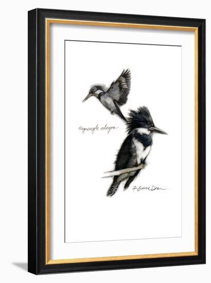 BELTED KINGFISHER-BRUCE DEAN-Framed Art Print