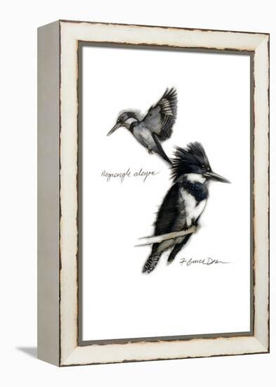 BELTED KINGFISHER-BRUCE DEAN-Framed Stretched Canvas