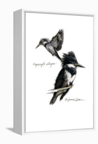 BELTED KINGFISHER-BRUCE DEAN-Framed Stretched Canvas