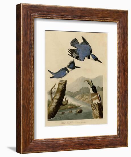 Belted Kingfisher-null-Framed Giclee Print