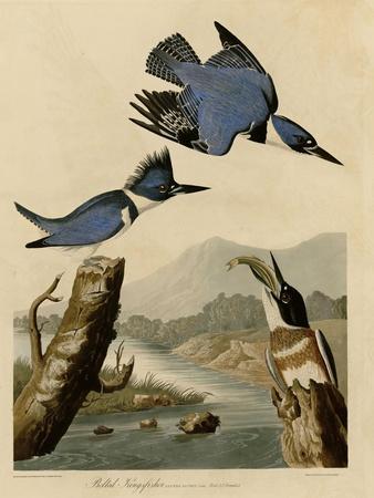 絵画J・HOOK KINGFISHER IN AN EXOTTC GARDEN - メルカリ