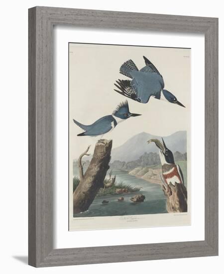 Belted Kingsfisher, 1830-John James Audubon-Framed Giclee Print