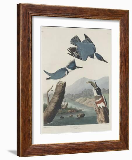 Belted Kingsfisher, 1830-John James Audubon-Framed Giclee Print