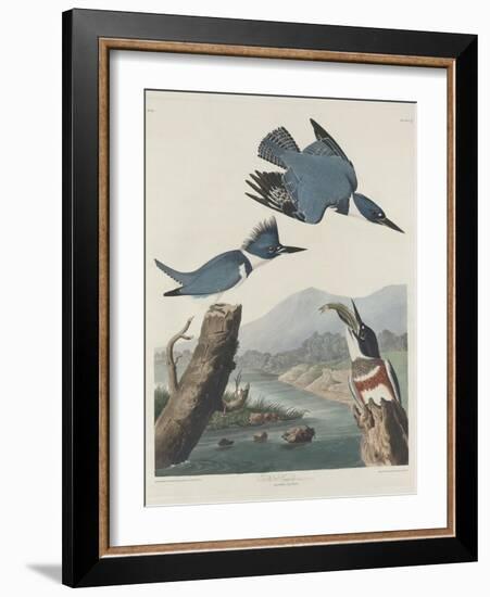 Belted Kingsfisher, 1830-John James Audubon-Framed Giclee Print