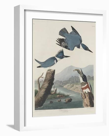 Belted Kingsfisher, 1830-John James Audubon-Framed Giclee Print