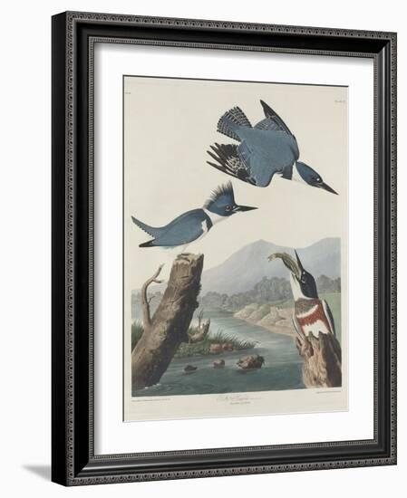 Belted Kingsfisher, 1830-John James Audubon-Framed Giclee Print