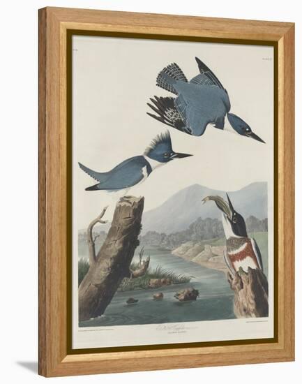 Belted Kingsfisher, 1830-John James Audubon-Framed Premier Image Canvas