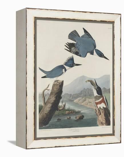 Belted Kingsfisher, 1830-John James Audubon-Framed Premier Image Canvas