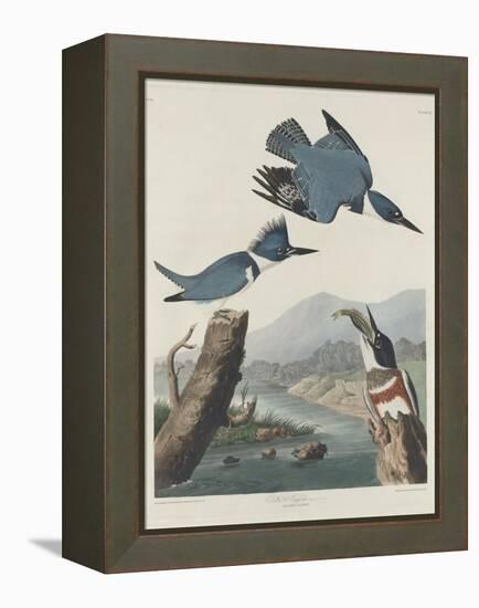 Belted Kingsfisher, 1830-John James Audubon-Framed Premier Image Canvas