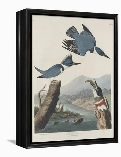 Belted Kingsfisher, 1830-John James Audubon-Framed Premier Image Canvas